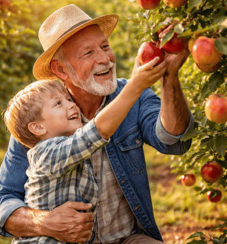 Grandfather and grandson joyfully pick apples in an orchard. The grandfather, in a straw hat and denim shirt, guides the child reaching for a red apple.