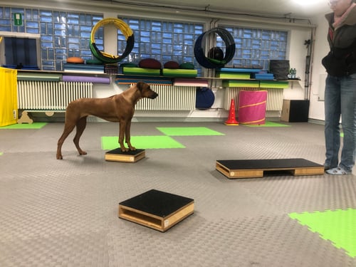 Hundeschule, Hundefitness, Fitness Loops, Parcoursarbeit Hund, funktionelles Fitnesstraining für Hunde, Gesundheit Hund, Bewegungsanalyse Hund, Individuelle Trainingspläne Hund, Körpergefühl Hund, Koordination Hund, Distanzarbeit Hund, Konzentration, Selbstregulation beim Hund, Bindung durch Bewegung, Hund und Mensch Teamarbeit, Hundesport ganzheitlich, Hundeschule am Schliersee, Cavaletti, Cavaletti-Training, Bodenarbeit Hund