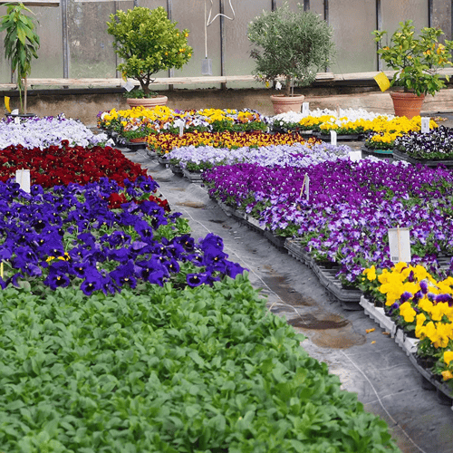 Blumenhaus Kamaritsch in Graz