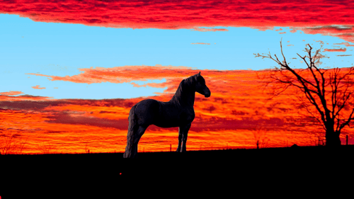 drawing of a horse during sunset