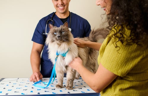 Cat at a Pet Vaccination Clinic