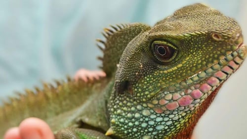 Chinese water dragon