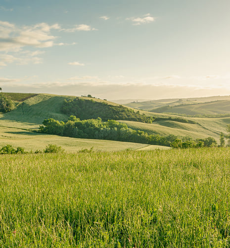 Rolling green hills under a clear sky at sunset, casting soft shadows. Lush fields and clusters of trees create a serene, peaceful landscape.