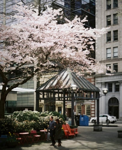 Cherry blossoms in Vancouver.