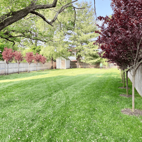 Green front lawn with flowering trees and shrubs, Stamford CT landscaping