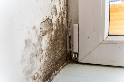 mold remediation company chalfont