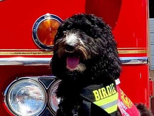 Birdie, of CAL FIRE, is the winner of Kidde's inaugural Fire Service Dog of the Year Contest.