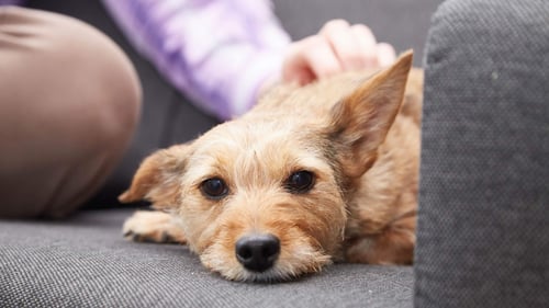 Dog lying on a sofa