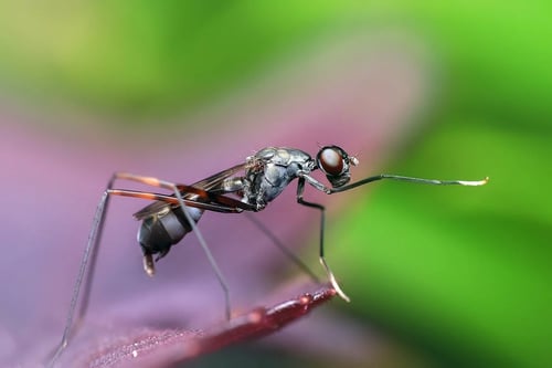 Our pest control service is will treat and remove all unwanted insects including mice and rodents. We have effective extermination methods and treatments for temites, ants, roaches, bedbugs, fleas, ticks, mosquitios, mice, rats. Call today for fast effective pest control service.