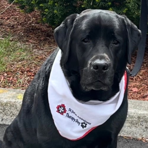 Rudy Connor, certified St. John's Ambulance Therapy Dog