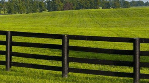 grass and wooden fence