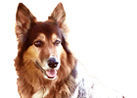 Hundeschule Manuela Albrecht