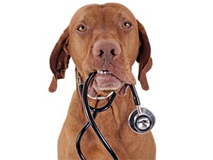 Dr. Ursula Auböck - Hund mit Stethoskop