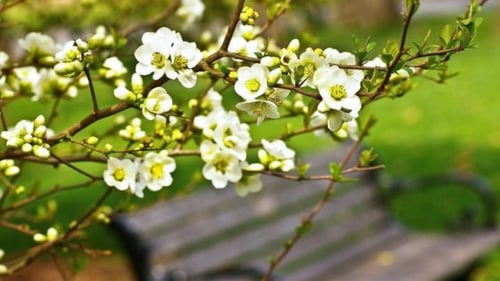 calming photo of flowering tree with park bench behind it