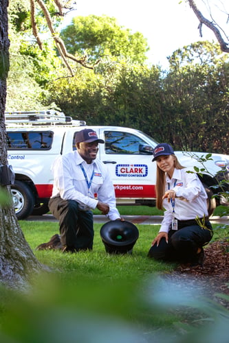 Clark Pest Control offers pest inspections, pest identification and trusted pest control solutions.