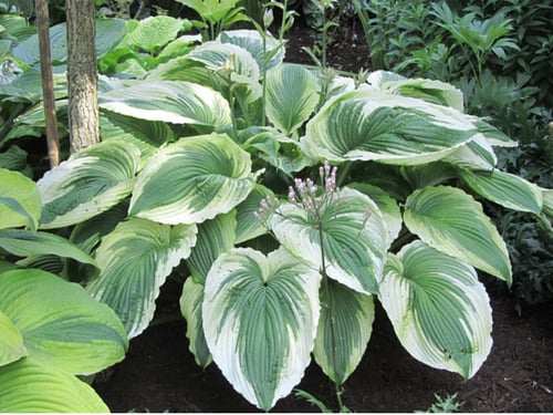 Bridal Falls hosta