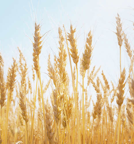 Golden wheat stalks stand tall against a clear blue sky, swaying gently in the sunlight. The scene conveys a sense of calm and abundance.