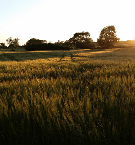 A lush green field during sunset.