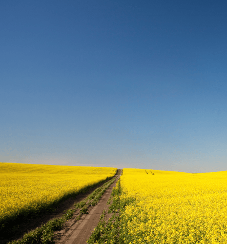 A dirt path cuts through a vast field of bright yellow flowers under a clear blue sky, conveying a serene and sunny countryside atmosphere.