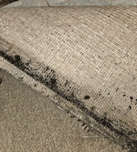 Water Damage Restoration 1 Reno-Tahoe
