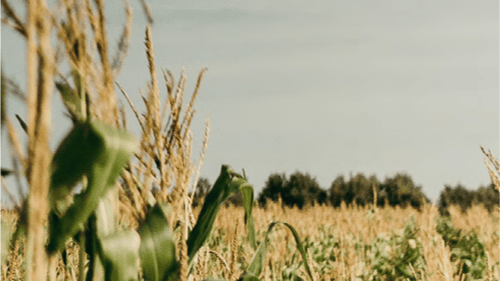 Lush green corn stalks tower in a sunlit field under a blue sky, indicating a bountiful harvest season.