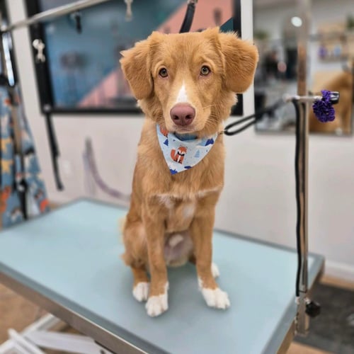 dog grooming, dog washing, pet care, dog bathing
