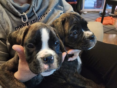 Same amount of walks, twice the aww - Gunner and Bandit (10 weeks)