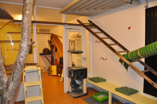 Hôtel pour chats