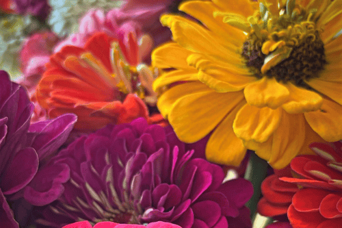 Close up of colourful flowers.
