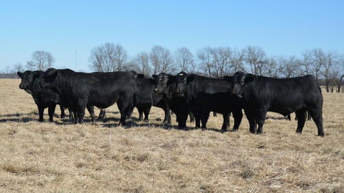 heard of black cattle