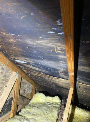 Attic Moisture Damage Restoration 1 Reno-Tahoe