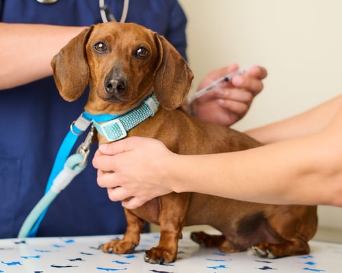 Dachshund getting a shot at Vetco Vaccination Clinic