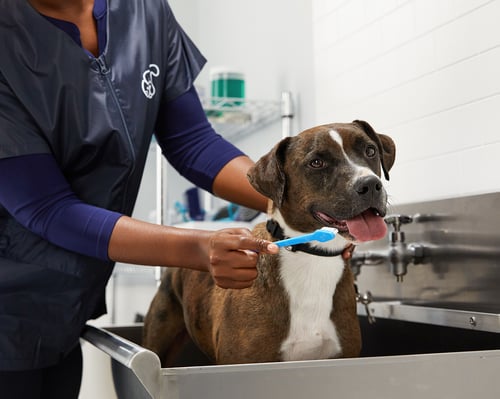 Petco Dog Grooming | Coon Rapids