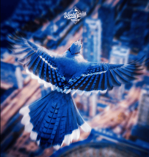 Blue Jay Flying over Toronto