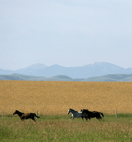 Horses running through an open field.
