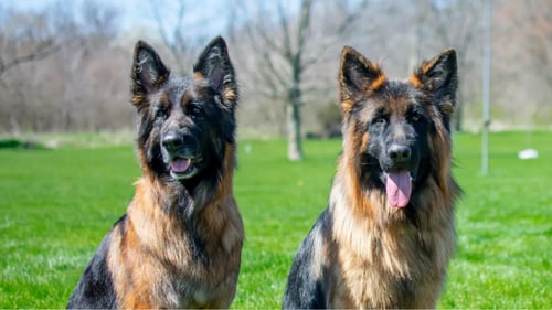 Two German Shepherds