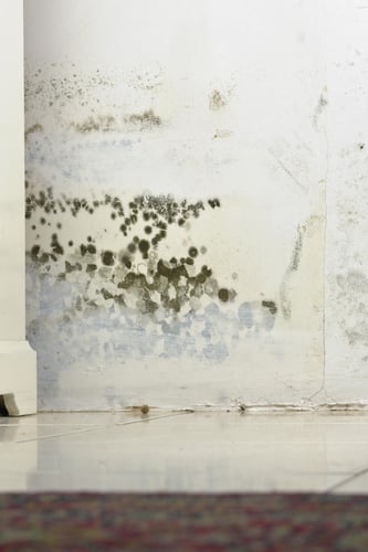 Mold Remediation Restoration 1 Reno-Tahoe