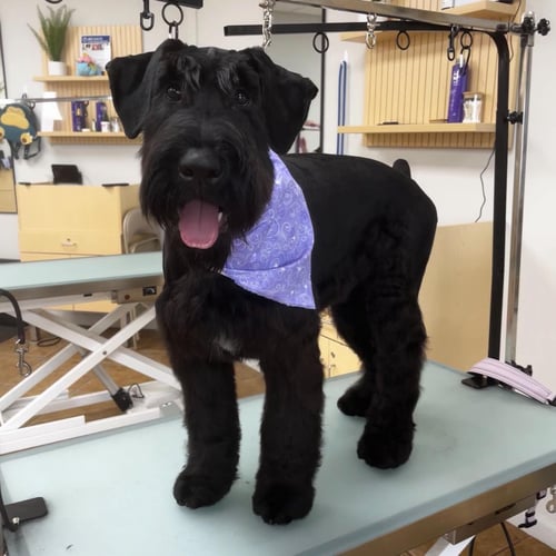 dog grooming, dog washing, pet care, dog bathing