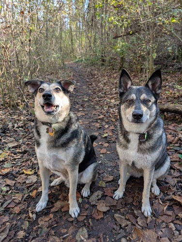 hundeschule münchen nord, hundetraining münchen nord, hundecoach münchen, welpentraining münchen, hundeschule für angsthunde münchen, hundeschule tierschutzhunde münchen