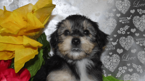 black, white, and brown puppy