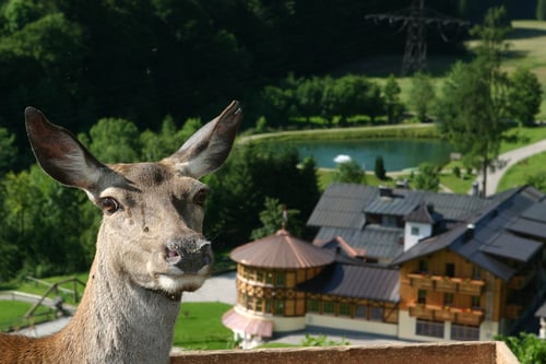 Gasthof Kleefeld Wildtierpark in Strobl