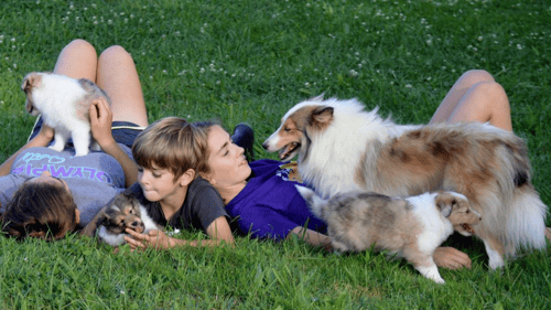 children playing with Shelties in grass