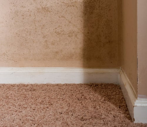 How Much Does Mold Remediation Cost in Harwinton, CT