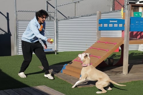 Metro Dog employee playing with a tennis ball and a dog