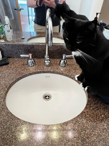the cats of Portland love to help us with our diagnostics
