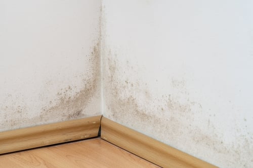 mold remediation company warrington