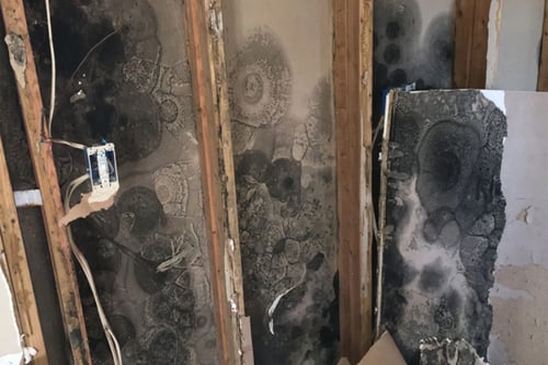 Extensive mold is visible after removing drywall from framing in a home in North Myrtle Beach