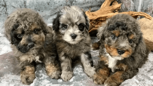 three Aussiedoodle puppies posing with each other