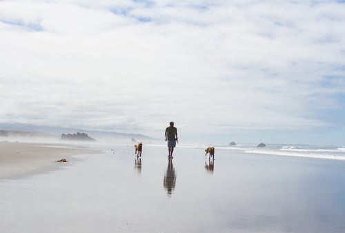 A person walking with two dogs along a serene beach under a cloudy sky. The calm ocean waves gently touch the sandy shore, creating a peaceful scene.